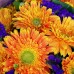 Ten Holland Gerberas Bouquet  Sunny Day